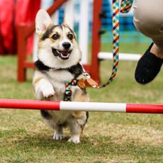 Mayhew's Hounds on the Heath