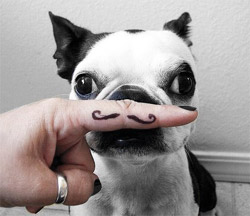 Movember is for dogs too - Canine Prostate Awareness Month