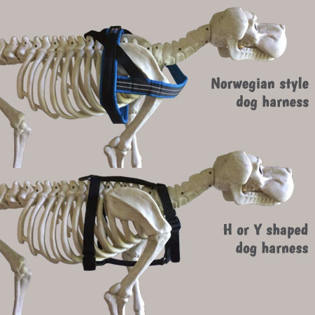 H or Y Harness versus Norwegian Harness