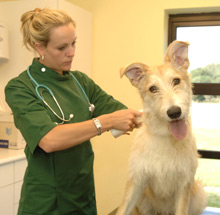 vet microchipping a dog