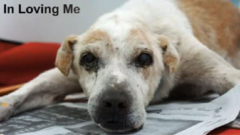 What would a dying street dog wish for?