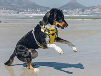 Red Dingo Padded Dog Harness in yellow