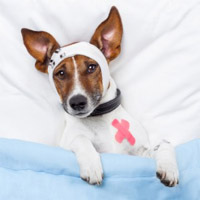 pet first aid and emergency care