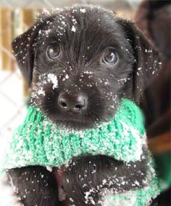 puppy in the snow