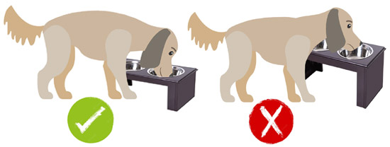 High dog food bowls deals