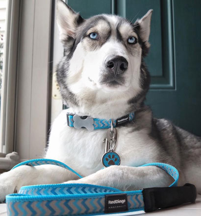 Red Dingo Collars, Leads & Harnesses