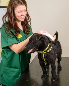 Dog being scanned for a microchip