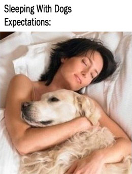 the expectations of sleeping with dogs
