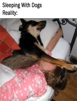 the reality of sleeping with dogs