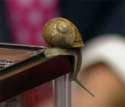 Snails Are Not So Slow & Are A Danger To UK Dogs