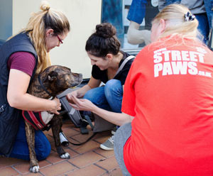 Street Paws charity