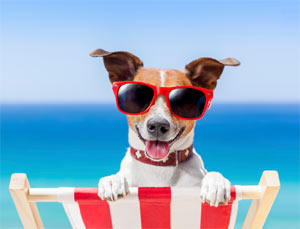 keep your dog cool in the summer