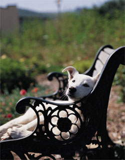 dog in the summer on a park bench