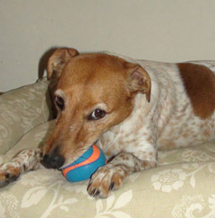 Testing Chuckit squeaky dog ball