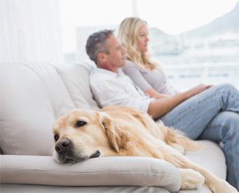Divorce Pet-nups – Who gets the dog?