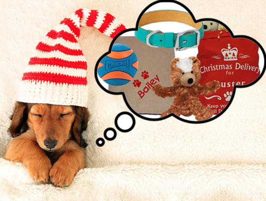 Win Christmas for your dog