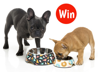 Win - FuzzYard Dog Bowl