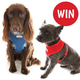 Win a Mesh Dog Harness