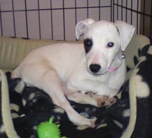 deaf Parson Russell Terrier