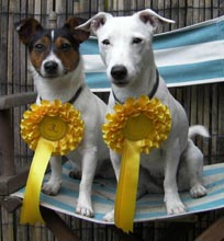 deaf dog Dee Dee Jack Russell Terrier