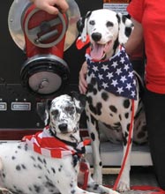 deaf Dalmatians Lottie Dot and Dora