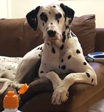 deaf Dalmatian Disney