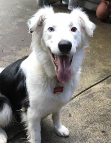 deaf border collie