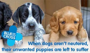 Blue Cross Big Neutering Campaign