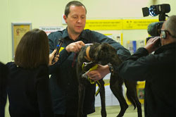 Compulsory Dog Microchipping In Wales