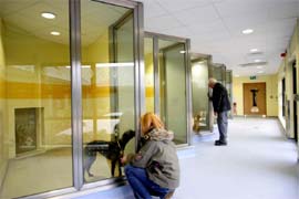 jobs at Dogs Trust