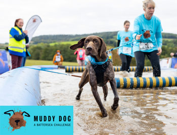 Battersea Muddy Dog Challenge