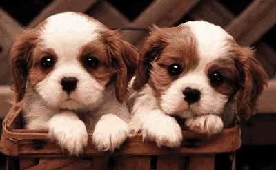 puppies