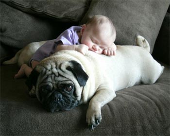 dog babysitters