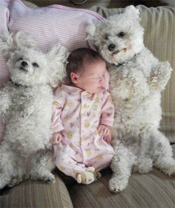 dog babysitters
