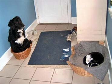 large dog in small cat bed