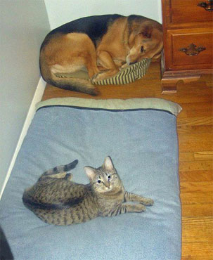 cat in dog's bed, big dog in small cat's bed