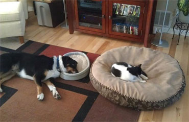 dog with head in small bed