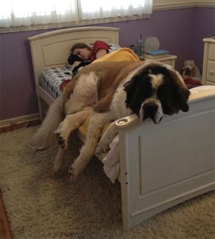 big dog on bed