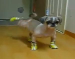 Booba's New Shoes