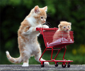 cat shopping