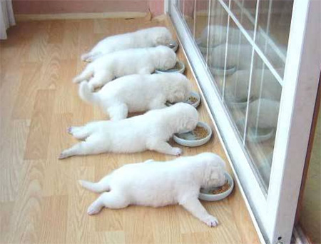 funny puppies eating in a row