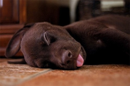 cute puppy sleeping