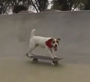 The Best Skateboarding Dog Video Ever