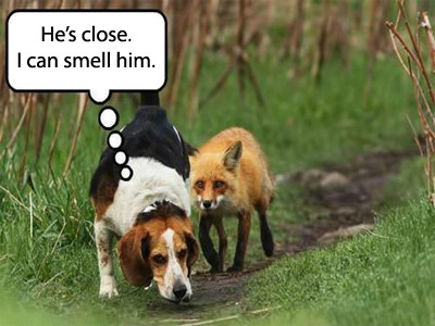dog and fox fail