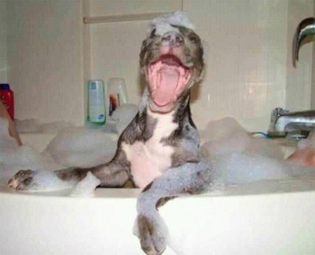 funny dog in bath