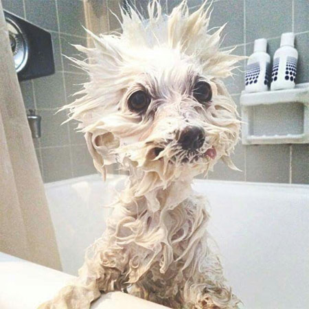 cute wet dog in bath
