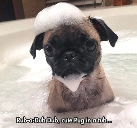 cute pug in bath