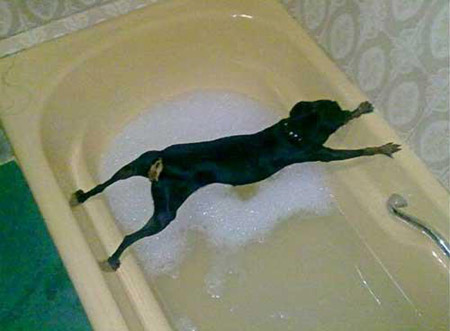 funny dog tries to avoid having a bath