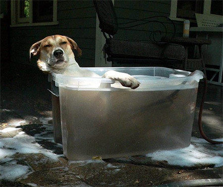 dog enjoying tub of water