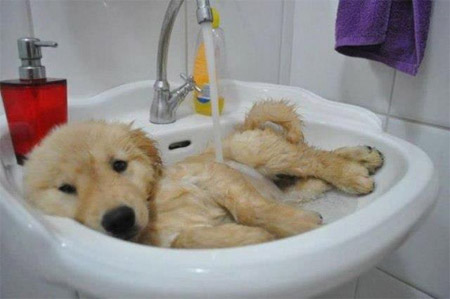puppy enjoying bath in sink